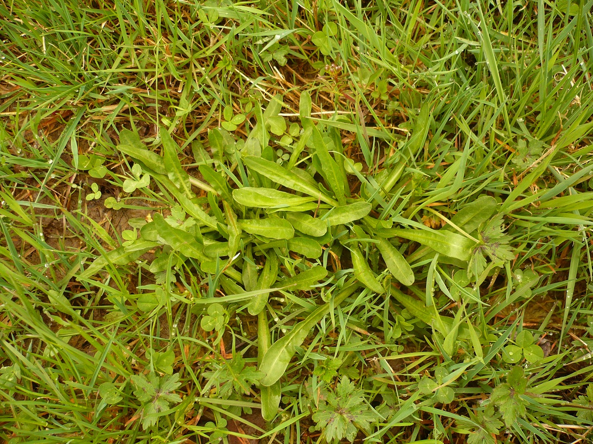 Taraxacum sect. Palustria (Asteraceae)